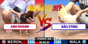 Video Trận 24 CPC2 12/3/2025 – Gà Bảo Sting Đè Bạc Đá Ăn 5