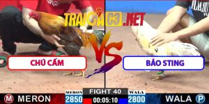 Video Trận 40 CPC2 12/3/2025 – Gà Bảo Sting Đá Hạ Gà Chú Cấm