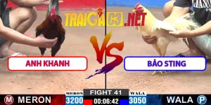 Video Trận 41 CPC2 12/3/2025 – Bảo Sting Lụm Gà Anh Khanh