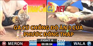 GÀ CÚ CHỒNG ĐỘ ĂN 3 CỦA  PHƯỚC ĐỒNG THÁP