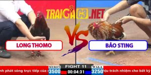 Video Trận 11 CPC2 30/3/2025 - Gà Long Thomo Lụm Gà Bảo Sting