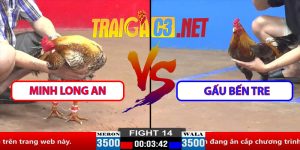 Video Trận 14 CPC2 30/3/2025 - Minh Long An Và Gấu Bến Tre