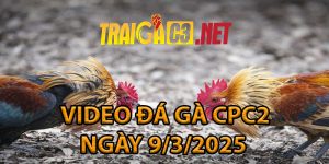 VIDEO ĐÁ GÀ CPC2 NGÀY 09/03/2025