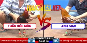 Video Trận 21 30/3/2025 - Gà Tuấn Hóc Môn Hạ Gà Anh Giao