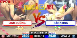 Video Trận 9 CPC2 18/4/2025 - Gà A Cường Hạ Gà Bảo Sting