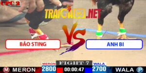 Video Trận 7 27/4/2025 - Bảo Sting Gặp Anh Bi