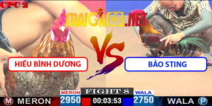 Video Trận 8 CPC2 27/4/2025 - Hiếu Bình Dương Hạ Bảo Sting