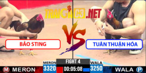 Video Trận 4 CPC3 22/4/2025 - Bảo Sting Hạ Tuân Thuận Hóa