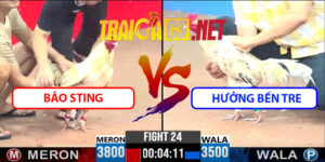 Video Trận 24 CPC3 22/4/2025 - Bảo Sting Gặp Hưởng Bến Tre