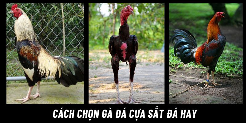 đá gà cựa sắt