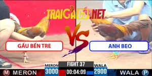 Video Trận 37 CPC3 9/4/2025 - Gấu Bến Tre Đụng Anh Beo