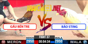 Video Trận 37 CPC3 22/4/2025 - Gà Gấu Bến Tre Đá Gà Bảo Sting Bay Bồ