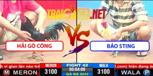 Video Trận 42 CPC3 1/4/2025 Hải Gò Công Gặp Độ Bảo Sting
