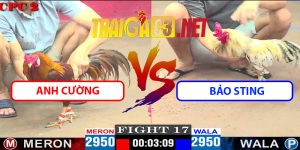 Video Trận 17 CPC2 11/4/2025 - Anh Cường Gặp Bảo Sting