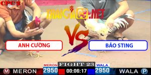 Video Trận 23 CPC2 11/4/2025 - Bảo Sting Bị A Cường Đè Bạc
