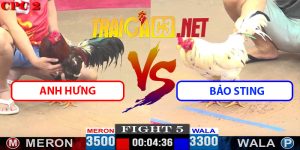 Video Trận 5CPC2 11/4/2025 - Gà Bảo Sting Bị Đá Bay Bồ