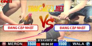 Video Trận 8 CPC1 21/4/2025 - Trận Gà Độc Lạ Bình Dương Gà Không Đuôi
