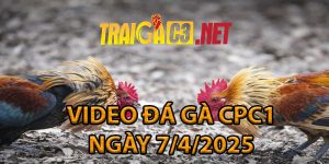 VIDEO ĐÁ GÀ CPC1 NGÀY 7/4/2025