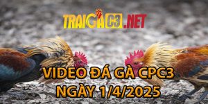 video-da-ga-cpc3-ngay-1-4-2025