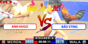Video Trận 1 CPC2 18/4/2025 - Anh HuGo Hạ A Bảo Sting