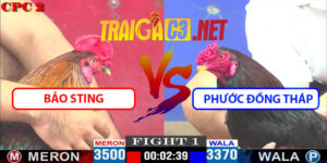 Video Trận 1 CPC2 4/5/2025 - Bảo Sting Hạ Phước Đồng Tháp