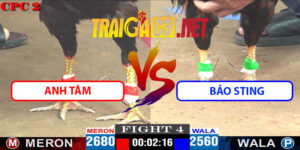 Video Trận 4 CPC2 4/5/2025 - Anh Tâm Gặp Bảo Sting