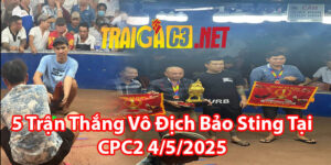5 Trận Thắng Vô Địch Bảo Sting Tại CPC2 4/5/2025