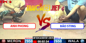 Video Trận 37 CPC2 9/5/2025 - Anh Phong Gặp Bảo Sting