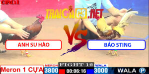 Video Trận 12 CPC1 15/5/2025 - Anh Su Hào Đấu Bảo Sting