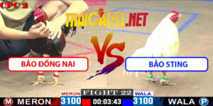 Video Trận 22 CPC2 16/5/2025 - Bảo Đồng Nai Hạ Bảo Đồng Tháp