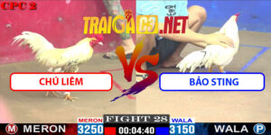 Video Trận 28 CPC2 9/5/2025 - Chú Liêm Hạ Đẹp Bảo Sting