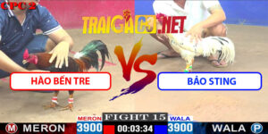 Video Trận 15 CPC2 9/5/2025 - Hào Bến Tre Đấu Bảo Sting