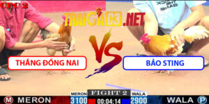Video Trận 2 CPC2 23/5/2025 - Thắng Đồng Nai Vs Bảo Sting