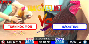 Video Trận 4 16/5/2025 - Tuấn Hóc Môn Đấu Bảo Sting