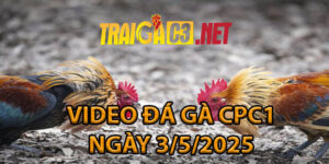 VIDEO ĐÁ GÀ CPC1 NGÀY 3/5/2025