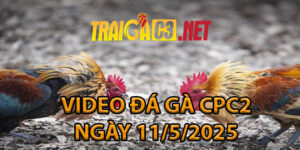 VIDEO ĐÁ GÀ CPC2 NGÀY 11/5/2025