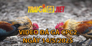 VIDEO ĐÁ GÀ CPC2 NGÀY 14/5/2025