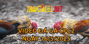 VIDEO ĐÁ GÀ CPC2 NGÀY 16/5/2025