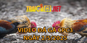 VIDEO ĐÁ GÀ CPC3 NGÀY 2/5/2025