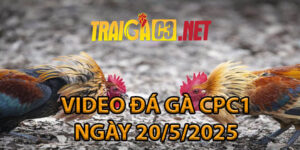 VIDEO ĐÁ GÀ CPC1 NGÀY 20/5/2025