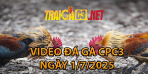 VIDEO ĐÁ GÀ CPC3 NGÀY 1/7/2025
