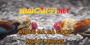 VIDEO ĐÁ GÀ CPC3 NGÀY 1/8/2025