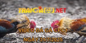 VIDEO ĐÁ GÀ CPC3 NGÀY 31/7/2025