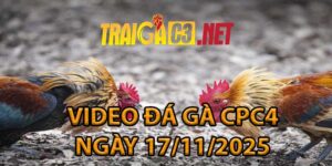 VIDEO ĐÁ GÀ CPC4 NGÀY 17/11/2025